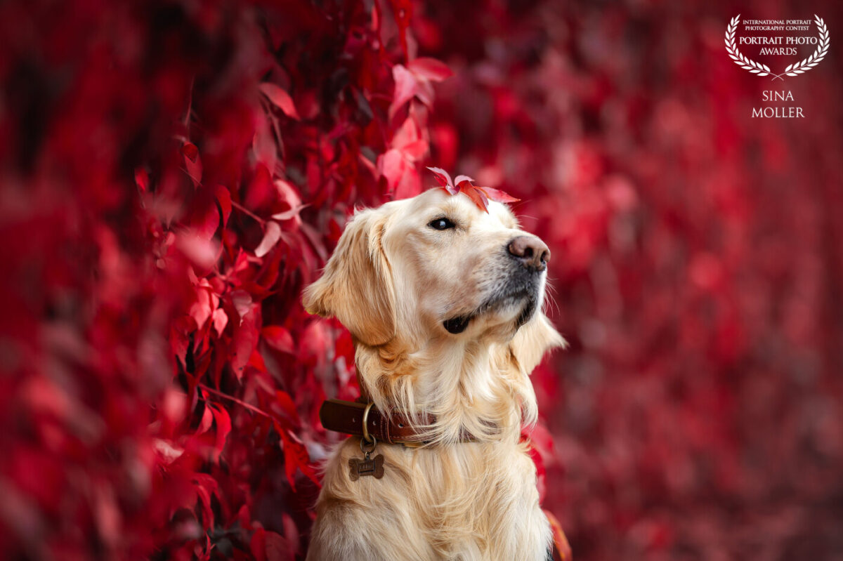 2025 Portrait Photo Awards