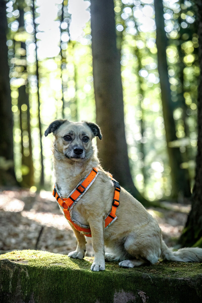 136 - 133 - 035A4241-Bearbeitet