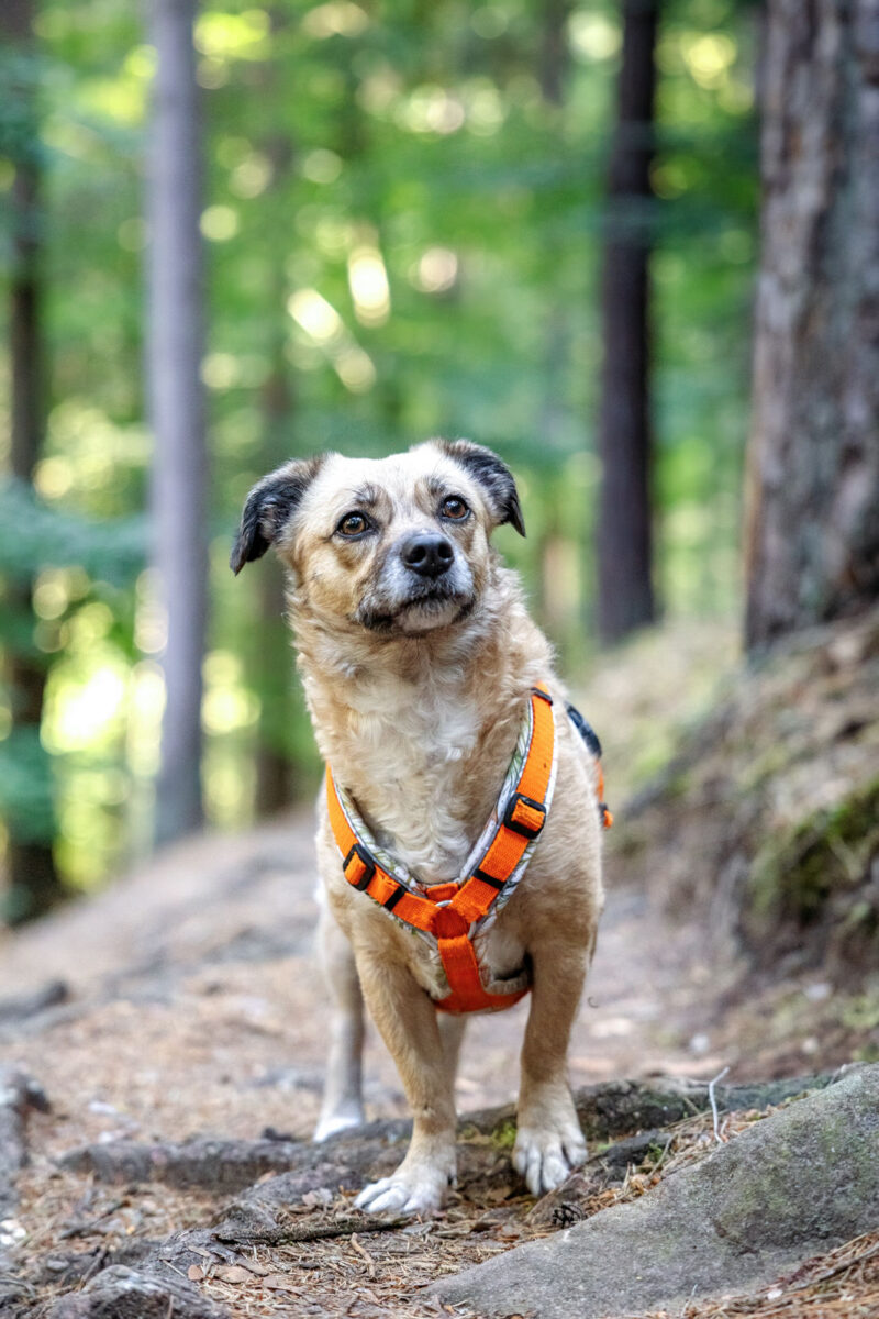 174 - 172 - 035A5066-Bearbeitet