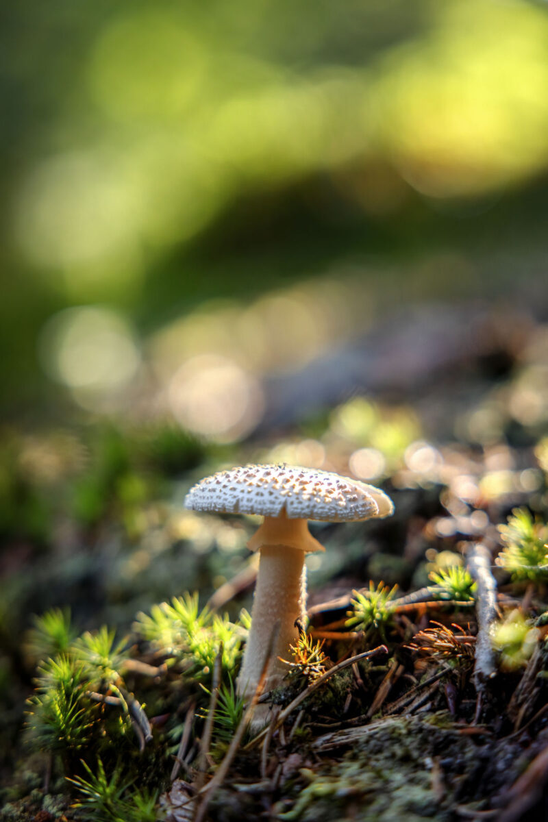 204 - 202 - 035A5517-Bearbeitet