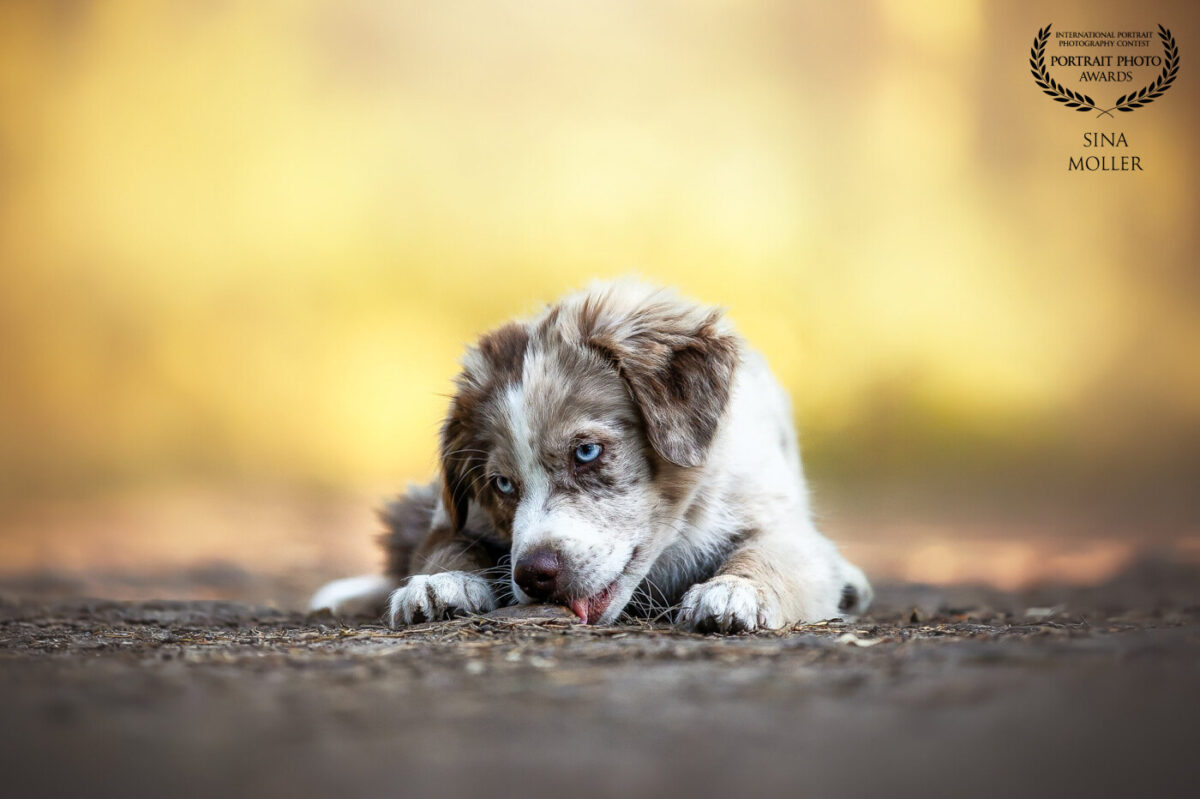 custom_logo_SINA_MOLLER-germany-JCPqB1-117collection-portraitphotoawards